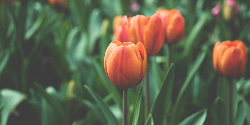 从新手到行家：宝石交易与鉴赏的必备实战指南